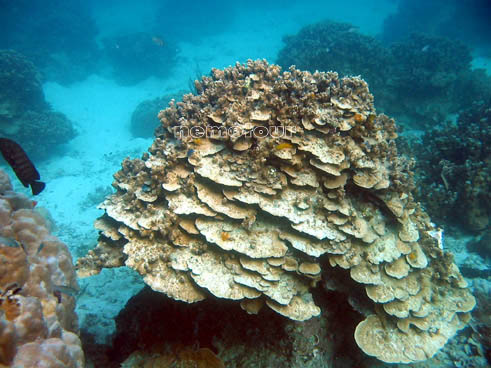 ปะการัง เกาะนางยวน