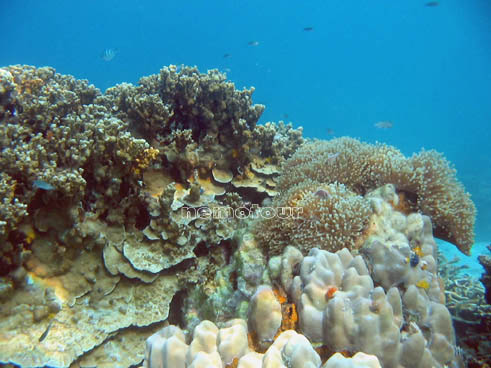 ปะการัง เกาะนางยวน